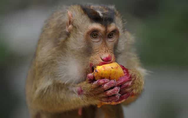 A wild macaque monkey eats fruit dropped by pedestrians in a suburb of Kuala Lumpur, Malaysia, on June 11, 2013. (Photo by Mohd Rasfan/AFP Photo)