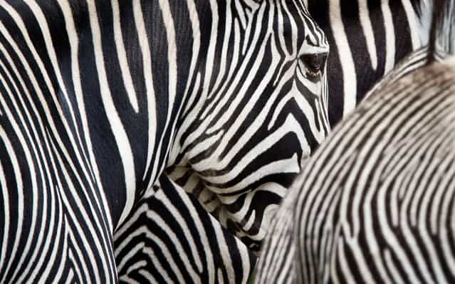 Zebras are pictured in the Zoo in Frankfurt am Main western Germany, on June 11, 2013. (Photo by Frank Rumpenhorst/AFP Photo)