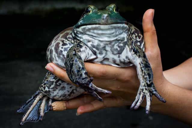 Chelsea Wan, the manager of Singapore's Jurong Frog Farm, shows off a large female North American Bullfrog, on June 11, 2013. The farm started in 1981 and is Singapore's only frog farm; it has seen a boom in sales in the past year after developing the only fresh, locally made Hashima or Snow Jelly. Traditionally imported from China, Hashima is made from the bullfrog's oviducts and is classed as one of the top five most valued Chinese ingredients. It is said to help skin complexion as well as strengthen the kidneys and lungs. (Photo by Chris McGrath/Getty Images)