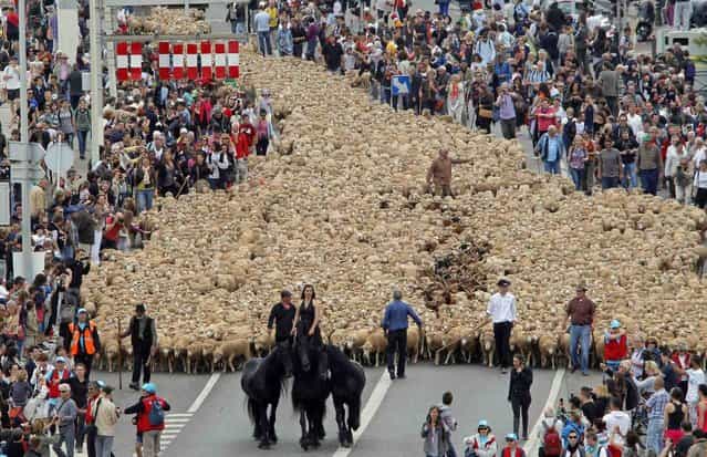 A horsewoman leads thousands of sheep at the Old Port during a simulation of a transhumance, the seasonal migration when herds are moved to grazing grounds, as part of festivities to mark Marseille-Provence being named the 2013 European Capital of Culture in Marseille June 9, 2013. (Photo by Jean-Paul Pelissier/Reuters)