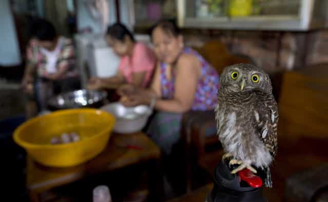 A domesticated pet baby owl rests on a hot water bottle in a Yangon restaurant as workers prepare food in the background, Myanmar, Friday, June 14, 2013. (Photo by Gemunu Amarasinghe/AP Photo)