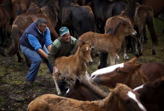 Men grab a wild colt during the [Rapa Das Bestas] in Mougas, Spain, on June 9, 2013. Rapa das bestas, or Shearing of the Beasts, is a tradition dating from the 15th century and consists of gathering wild horses in the mountains, placing them in a corral, shaving them and branding them before releasing them in the mountains until the next year. (Photo by Daniel Ochoa de Olza/Associated Press)