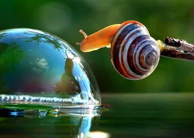 This beautiful image of a snail and a water bubble was made by photographer Vyacheslav Mischenko Ukraine. (Photo by Vyacheslav Mischenko/SIPA)