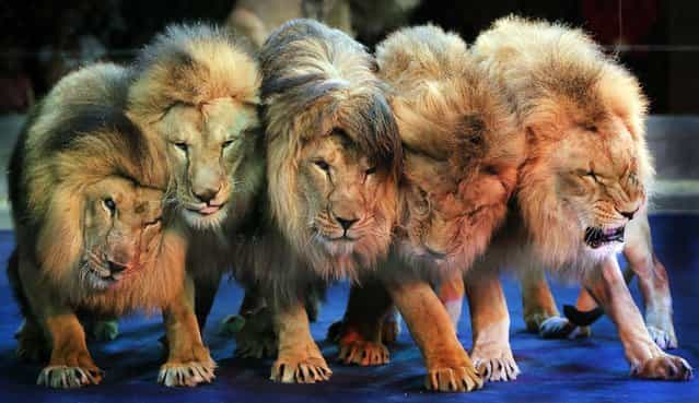 Lions performs at Ukraine's National Circus in Kiev, on June 9, 2013. (Photo by Efrem Lukatsky/Associated Press)