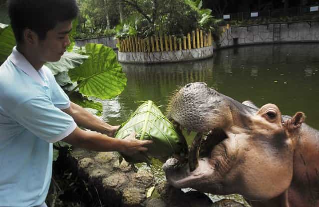 A zookeeper feeds a hippopotamus with forage wrapped in the shape of zongzi, a traditional Chinese food made from rice wrapped in bamboo leaves, to celebrate the upcoming Dragon Boat Festival at a wildlife Zoo in Shenzhen, China, on June 10, 2013. (Photo by China Daily/Reuters)