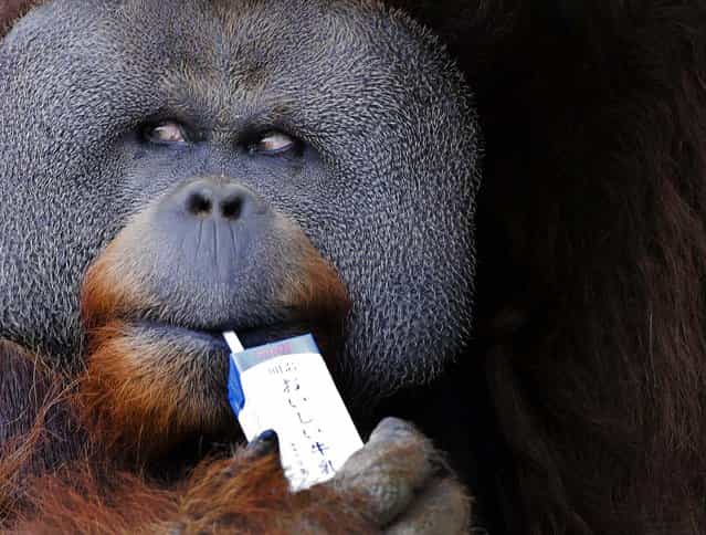 Iban, a 25-year-old male Sumatran orangutan, uses a straw to drink milk at the Ichikawa Zoological and Botanical Garden in Ichikawa, near Tokyo, on June 9, 2013. (Photo by Itsuo Inouye/Associated Press)