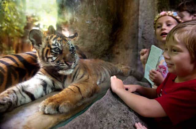 CJ, a Sumatran tiger, made ​​its first public appearance at the Sacramento Zoo on June 11, 2013. (Photo by Randall Benton/AP Photo/SIPA)