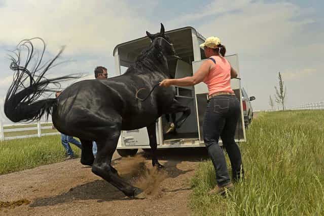 Volunteer horse trainer Kyle Kimball helps guide a horse into a trailer while rancher Alan Erickson evacuates five of his horses from his property along Shiloh Ranch Drive to protect them from the approaching Black Forest Fire in Colorado Springs, on June 13, 2013. (Photo by Helen H. Richardson/The Denver Post)