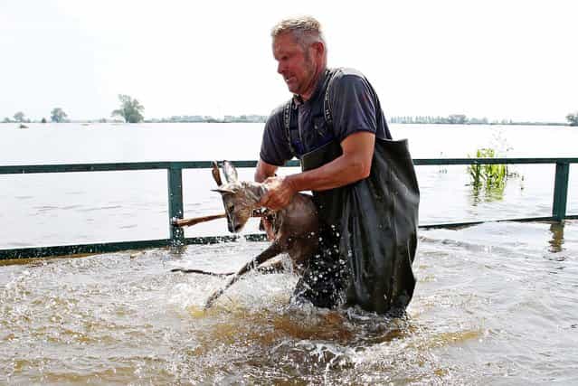 Fisherman Gernot Quaschny rescues a deer from the floods near Schoenhausen, Germany, on June 12, 2013. A broken dike at the River Elbe caused several villages in the area to be flooded. (Photo by Christian Charisius/Dpa)