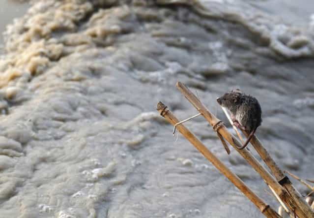 A stranded mouse rests on a stick next to the rising waters of river Yamuna in New Delhi June 19, 2013. The rains are at least twice as heavy as usual in northwest and central India as the June-September monsoon spreads north, covering the whole country a month faster than normal. (Photo by Anindito Mukherjee/Reuters)