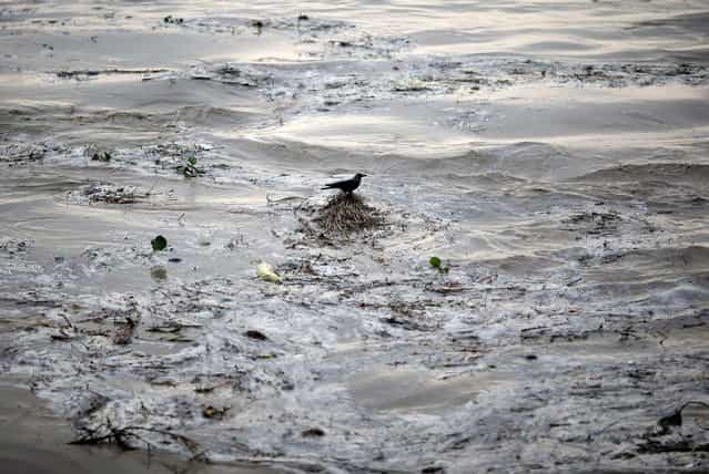 A crow sits over the floating bushes in the flooded waters of river Yamuna after heavy monsoon rains in New Delhi June 18, 2013. The rains are at least twice as heavy as usual in northwest and central India as the June-September monsoon spreads north, covering the whole country a month faster than normal. (Photo by Ahmad Masood/Reuters)