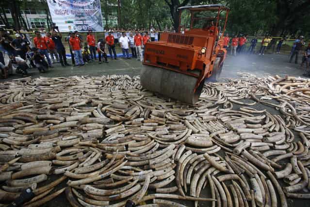 A road roller crushes smuggled elephant tusks, that had been confiscated, at the Parks and Wildlife center in Quezon City, Metro Manila on June 21, 2013. The Philippine government destroyed on Friday at least five tonnes of smuggled elephant tusks, making the Philippines the first country in Asia to conduct physical destruction of massive ivory stockpiles in support of government efforts to stamp out illegal wildlife trade, a statement from Department of Environment and Natural Resources said. (Photo by Erik De Castro/Reuters)