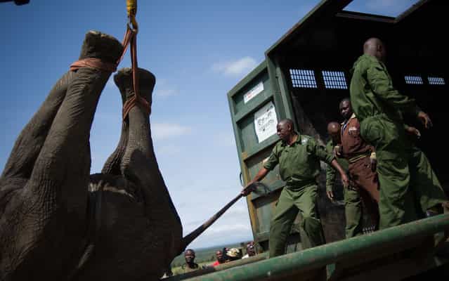 A sedated male elephant is loaded onto a container by the Kenyan Wildlife Service on the edge of the Ol Pejeta conservancy in central Kenya on June 21, 2013. Nine [rogue] elephants that have been destroying crops in the area will be translocated from the conservancy to the larger Kora National Reserve in order to ease the human-wildlife conflict over land. (Photo by Phil Moore/AFP Photo)