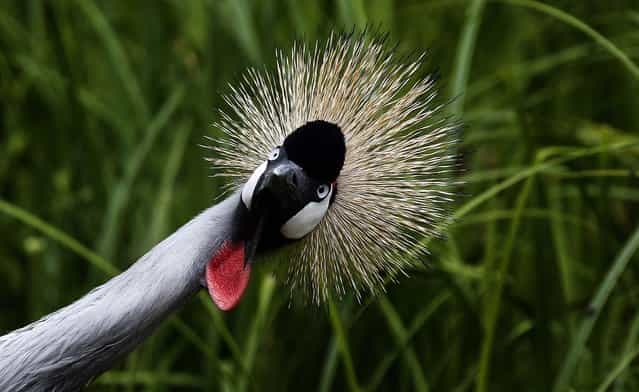 A Black Crowned Crane (Balearica pavonina) looks around in the zoo of Hellabrunn in Munich, Germany, on June 21, 2013. The bird is common in the West African savannah and the Sahel zone. (Photo by Matthias Schrader/Associated Press)