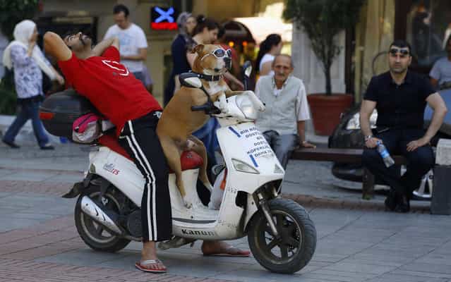 A man takes a break as he sits with his dog on a scooter in Istanbul June 19, 2013. (Photo by Marko Djurica/Reuters)