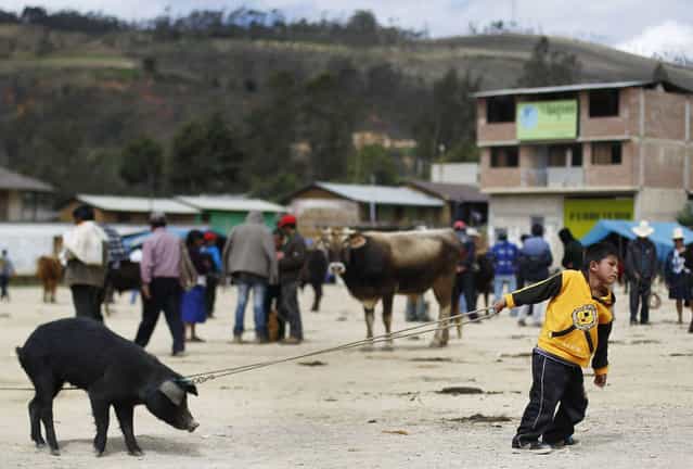 A piglet resists as a boy tries to pull it, at a cattle market in Celendin, at Peru's northern region of Cajamarca, June 16, 2013. (Photo by Enrique Castro-Mendivil/Reuters)