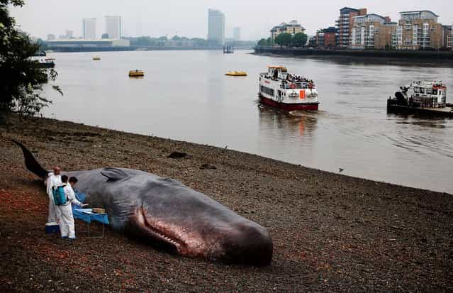 A beached whale art installation by the Belgian collective [Captain Boomer] lies on the shore of the River Thames in Greenwich, England, on June 20, 2013. The 17-meter long fiberglass whale, surrounded by performers appearing to conduct scientific investigations, aims to draw attention to London's whaling history and the increasing number of whales and dolphins spotted around the UK coastline. (Photo by Oli Scarff/Getty Images)
