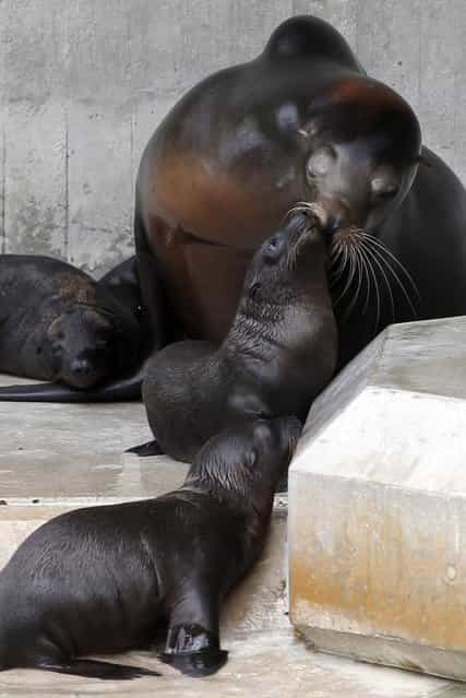 The new born Californian sea lions Nora, Nelly and Nick smooch with their mother Sandy during nice summer weather in their enclosure at the Zoo of Hellabrunn in Munich, southern Germany, Friday, June 21, 2013. (Photo by Matthias Schrader/AP Photo)
