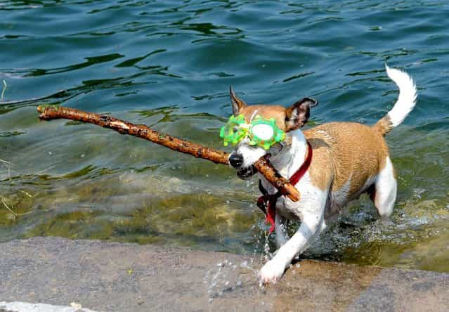 Jack-Russell-Terrier Luna brings a stick from the Maschsee in Hanover, Germany, on June 20, 2013. (Photo by Nico Pointner/AFP Photo)