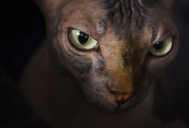 The Sphynx cat [Amhara's Mira], owned by breeder Sabine Braeuer, waits prior to the competition during the International Pedigree Dog and Purebred Cat Exhibition in Erfurt, Germany, on June 16, 2013. 4,000 dogs and 150 cats from 20 countries are being shown at the exhibition. (Photo by Jens Meyer/Associated Press)