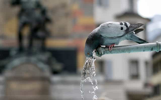 A pigeon drinks water from a fountain in front of a Wilhelm Tell monument during warm and sunny weather in Altdorf, Switzerland, Wednesday, June 19, 2013. (Photo by Alexandra Wey/AP Photo/Keystone)