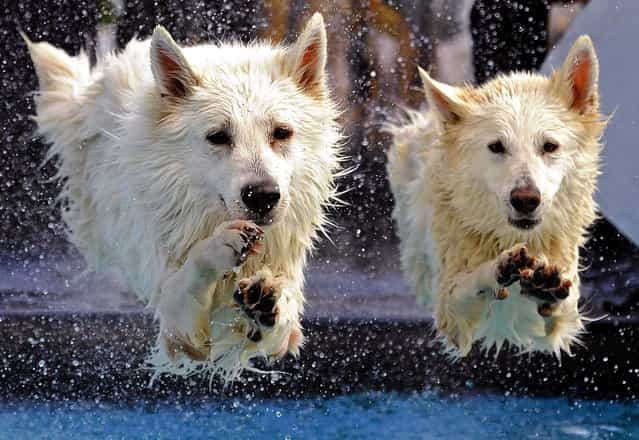 White Swiss Shepherd dogs [Kenai] and [Yasu] jump into the water during the dog diving competition at the International Pedigree Dog and Purebred Cat Exhibition in Erfurt, on June 16, 2013. (Photo by Jens Meyer/Associated Press)