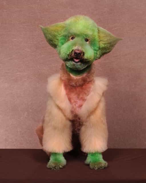 A dog dressed as Star Wars character Yoda at a creative grooming competition in Hershey, Pennsylvania. (Photo by Ren Netherland/Barcroft Media)