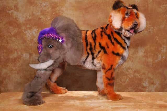 A dog with a half tiger and half elephant design at a creative grooming competition in Hershey, Pennsylvania. (Photo by Ren Netherland/Barcroft Media)