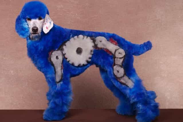 A dog with a blue robot design at a creative grooming competition in Hershey, Pennsylvania. (Photo by Ren Netherland/Barcroft Media)