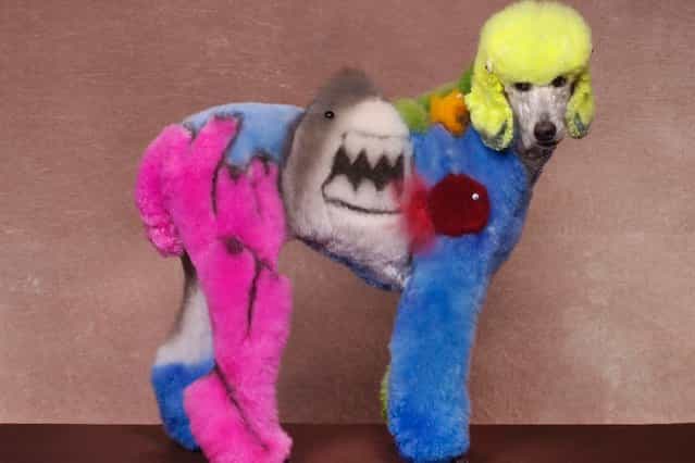 A dog with a shark design at a creative grooming competition in Hershey, Pennsylvania. (Photo by Ren Netherland/Barcroft Media)