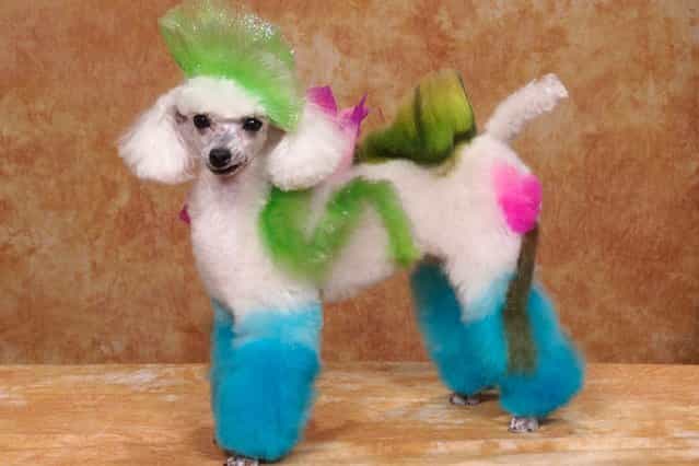 A dog with a flower design at a creative grooming competition in Hershey, Pennsylvania. (Photo by Ren Netherland/Barcroft Media)