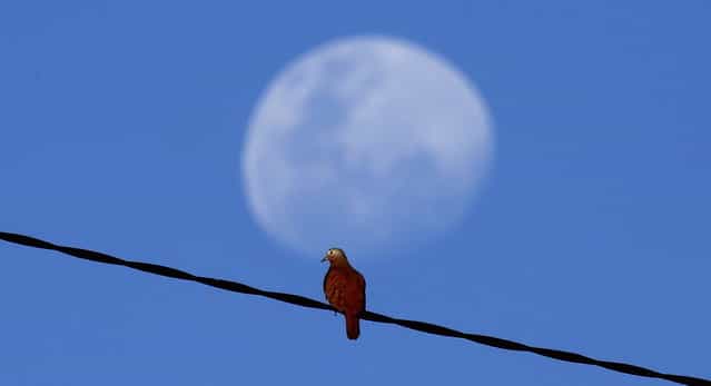 A bird sits on a power line in front of the rising moon outside the stadium of Salvador, ahead of the Confederations Cup soccer match between Nigeria and Uruguay, June 20, 2013. (Photo by Kai Pfaffenbach/Reuters)