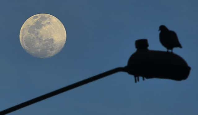 The moon is seen as a dove on a stret ligth is silhouetted in Bogota on June 21, 2013 during the summer solstice. (Photo by Luis Acosta/AFP Photo)