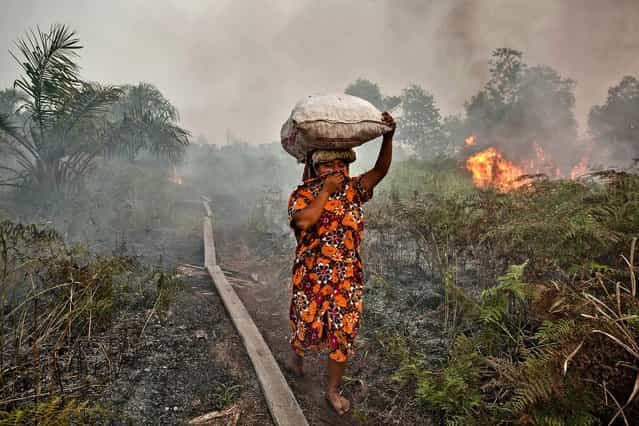 A woman walks trough haze as a forest fire burns in Siak Regency, Riau Province, Indonesia, on June 27, 2013. The fires on Sumatra have caused record smog in Malaysia and Singapore. Eight farmers have been arrested for setting the fires on Sumatra Island. (Photo by Ulet Ifansasti/Getty Images)