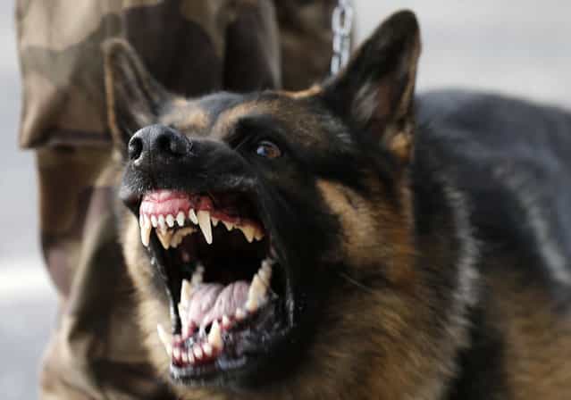 A police dog reacts as protesters clash with law enforcement troops during a demonstration outside Mineirao stadium, where the Confederations Cup soccer match between Japan and Mexico is taking place, in Belo Horizonte, Brazil, on June 22, 2013. (Photo by Sergio Moraes/Reuters)