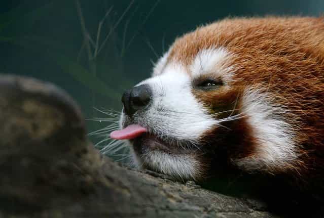A red panda relaxes in its enclosure at the Beijing Zoo, on June 24, 2013. (Photo by Mark Ralston/AFP Photo)