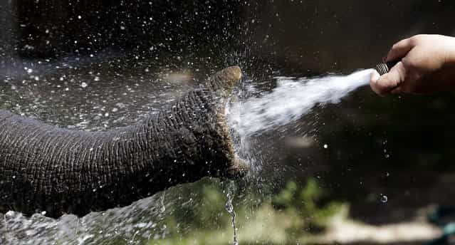 Elephants at Utah's Hogle Zoo are cooled off with a water hose in Salt lake City, on June 28, 2013. The heat wave that is gripping the western U.S. is one of the worst in years, with desert locations in the Southwest seeing temperatures approach 120 degrees. (Photo by Rick Bowmer/Associated Press)