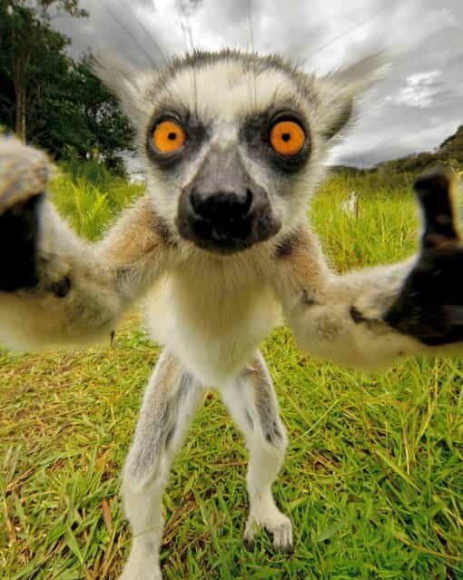 This is the limelight-loving lemur working hard to build up her own profile by joining celebs around the world in the growing trend of Selfies. (Photo by Caters News Agency Ltd)