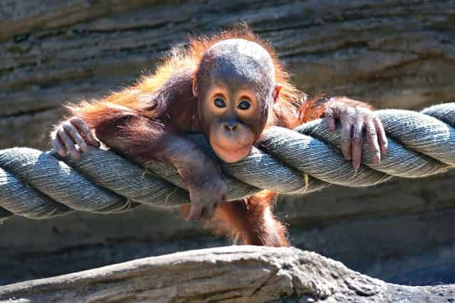 Cheeky orangutan tries out his rope at Moscow Zoo, on June 27, 2013. (Photo by Caters News)