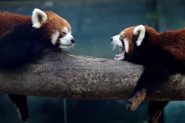 Red pandas (also known as a lesser panda) relax in their enclosure at the Beijing Zoo, on June 25, 2013. (Photo by Mark Ralston/AFP Photo)