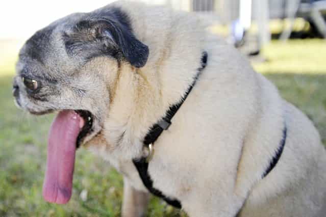 Penny, a pure bread Pug, awaits the start of the World's Ugliest Dog competition in Petaluma, California, on June 23, 2013. (Photo by Josh Edelson/AFP Photo)