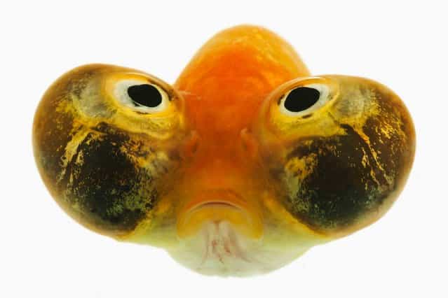 This bug eyed fish only has a three second memory so he wont remember what he looks like. The fish is only able to swim on his own in case he bumps into another fish and bursts his balloon eyes. (Photo by Caters News)