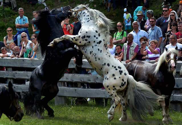 Stallions fight for their position in the herd in Rauris in the Austrian province of Salzburg, on June 22, 2013. To avoid such fights and injuries on the alp, the horses fight for their leadership of the herd in a paddock. After the fight the stallions stay the whole summer at an alp in the Rauris Valley. (Photo by Kerstin Joensson/Associated Press)