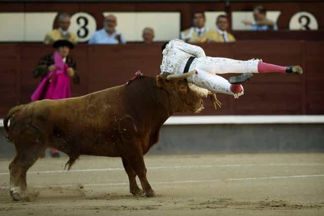 Spanish bullfighter Rafael Cerro is tossed by a Lozano's ranch fighting bull during a bullfight at Las Ventas bullring in Madrid Sunday, June 23, 2013. Bullfighting is an ancient tradition in Spain and the season runs from March to October. (Photo by Daniel Ochoa de Olza/AP Photo)