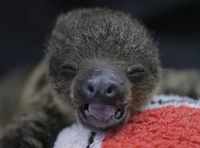 A baby two-toed sloth yawns at Chiba Zoological Park near Tokyo on June 23, 2013. (Photo by Itsuo Inouye/AP Photo)