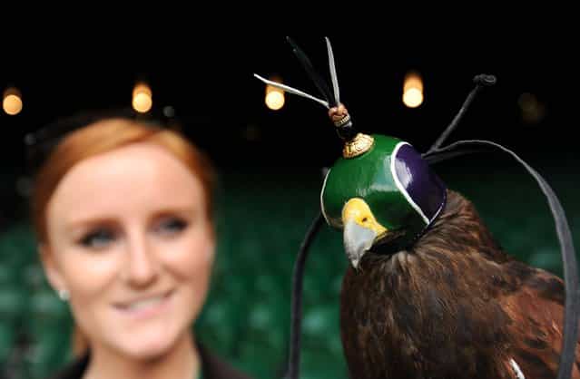 Rufus the Hawk wears his new hood in Wimbledon colours while on patrol on Centre Court with his handler Imogen Davies during day four of the Wimbledon Championships at The All England Lawn Tennis and Croquet Club, Wimbledon, on June 27, 2013. (Photo by Andrew Matthews/PA Wire)