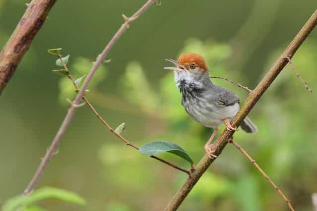 This picture provided by Birdtour Asia shows the Cambodian tailorbird, a small bird, which has a black-feathered throat and is the size of the more common wren, which lives in thick, lowland scrub in Phnom Penh, on June 26, 2013. (Photo by AFP Photo/Getty Images)