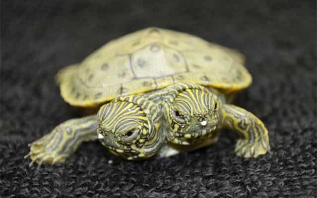 Thelma and Louise, a two-headed Texas cooter turtle, is seen in an undated photo provided by the San Antonio Zoo. Zoo officials on Tuesday, June 25, 2013 said the Texas cooter was born June 18. The turtle was one of several Texas cooters born this month at the zoo but the only one with two heads. The unusual turtle will go on display Thursday at the zoo's Friedrich Aquarium. (Photo by AP Photo/San Antonio Zoo)