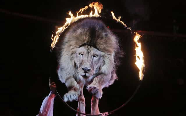 A lion jumps through a burning ring during a performance by circus artists Veronika and Oleksiy Pinko in Ukraine's National Circus in Kiev, Ukraine, Thursday, June 27, 2013. (Photo by Efrem Lukatsky/AP Photo)