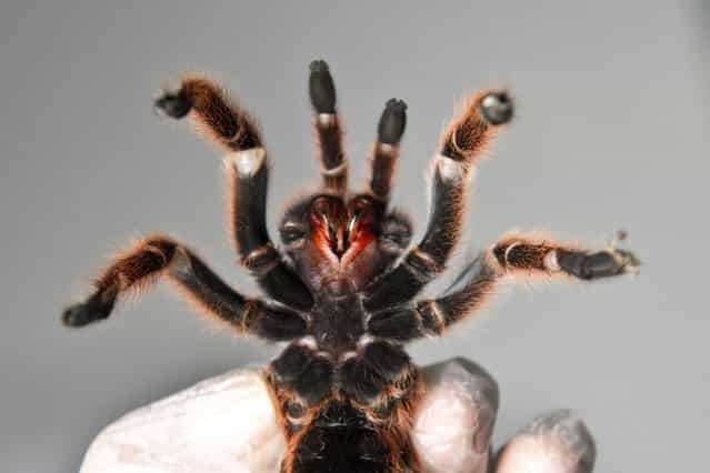 Ventral view of one of the around 5,000 spiders bred at a spider farm in Batuco, some 30 km north of Santiago, on June 26, 2013. (Photo by AFP Photo/Getty Images)